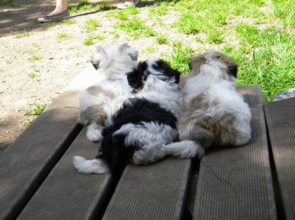 Dempsey, Caïro en hun broertje