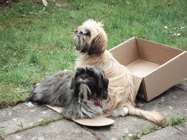 Een vogel misschien?