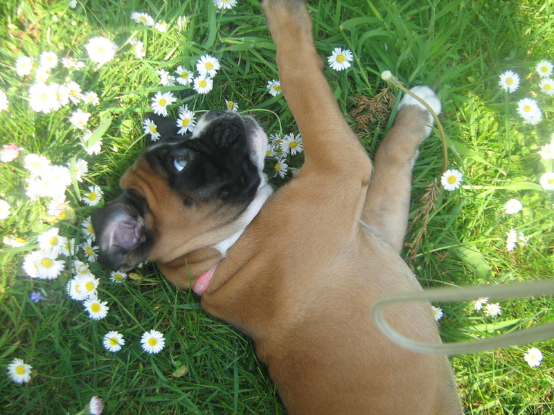 Boxer