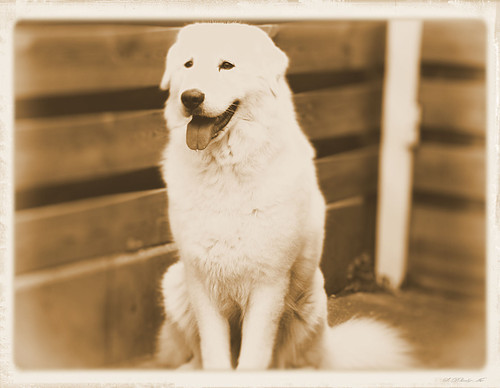 Berghond van de Maremmen en de Abruzzen