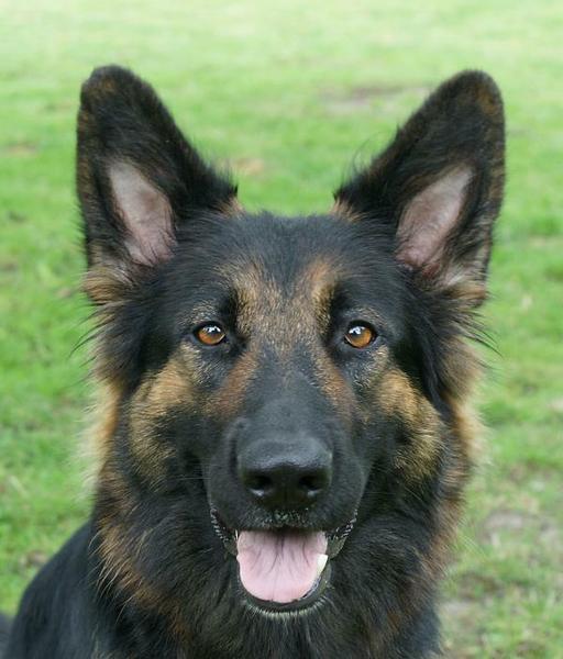 Oudduitse herder kennel Des Quatre Montagnes