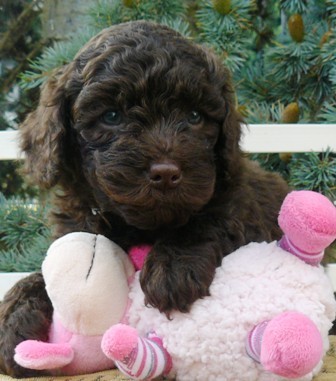 Labradoodle