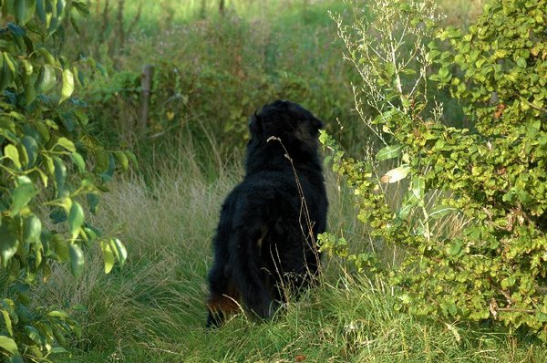 Mac Ghandor Easy Living