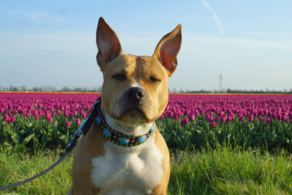 American Staffordshire Terrier
