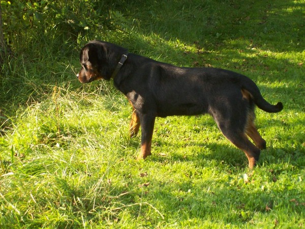 Rottweiler