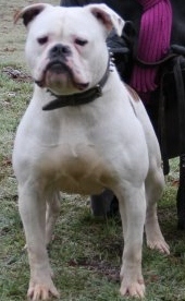 Amerikaanse Bulldog