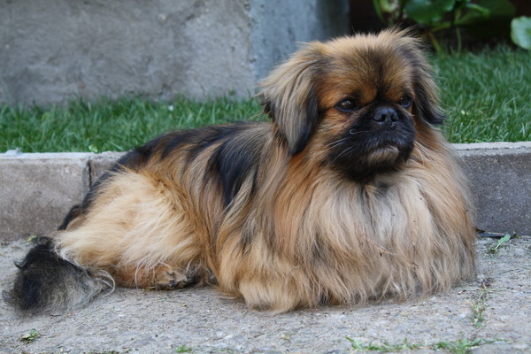 Pekingees