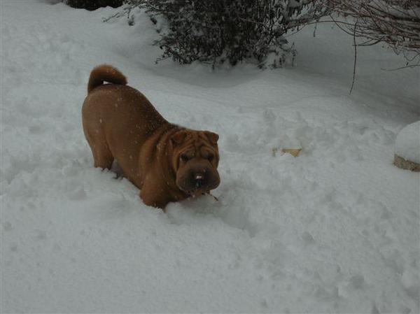 een duik in de sneeuw 