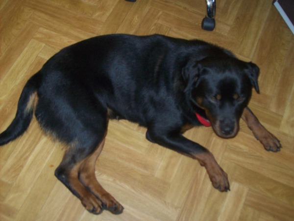 Rottweiler