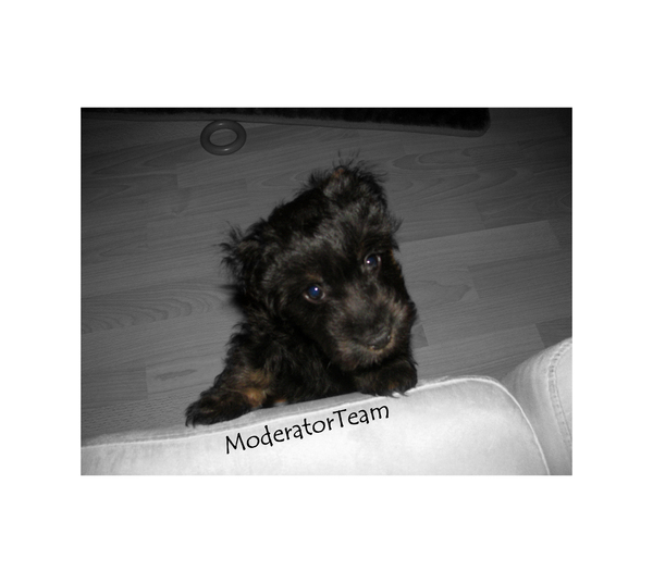 Tiamo ModeratorTeam