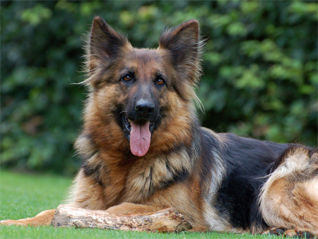 Oud Duitse Herdershond