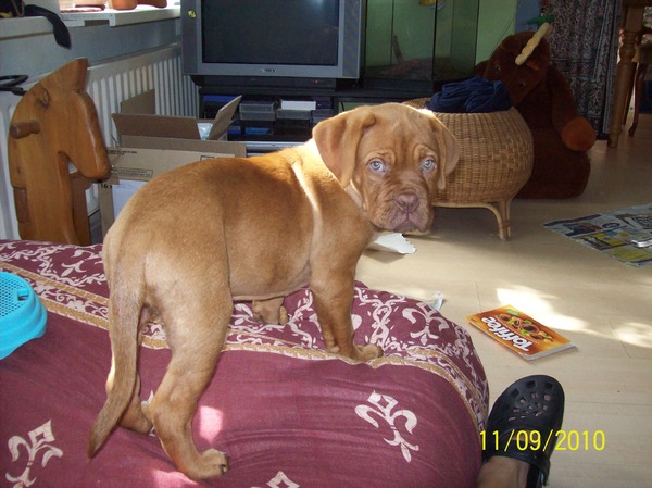 Bordeauxdog