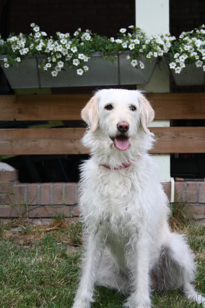 de doodle hoeve