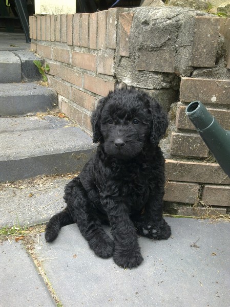 de doodle hoeve