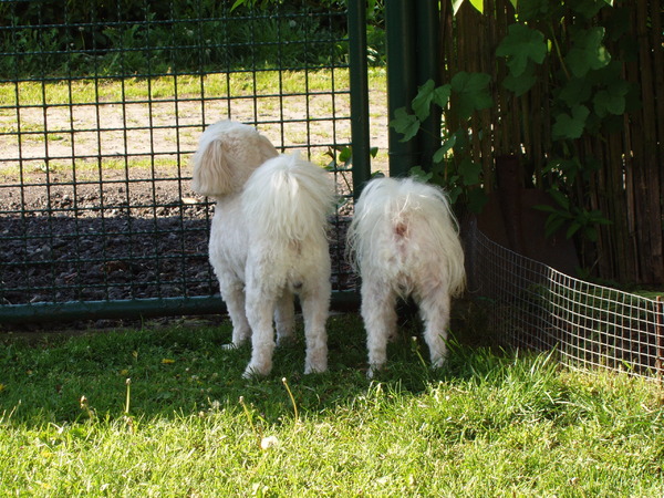 Probeer ons maar te roepen, luisteren doen we toch lekker niet !!