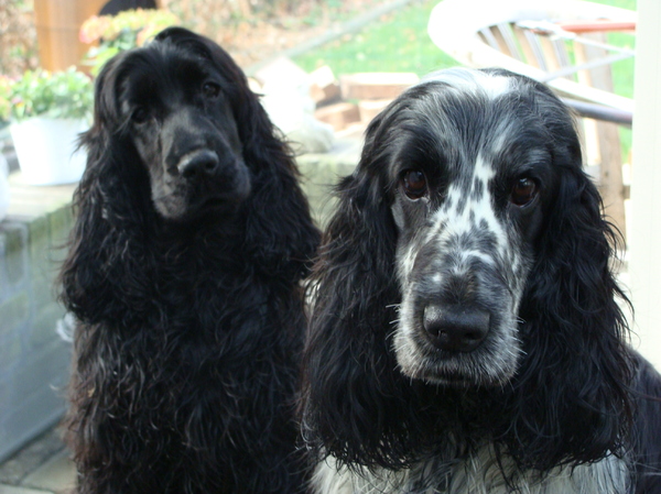 Engelse Cocker Spaniel