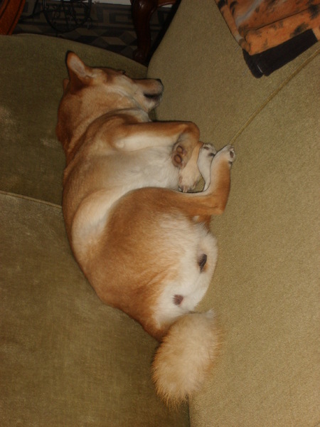 Kontje behoort in de zetel!