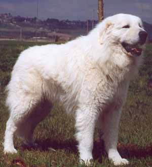 Berghond van de Maremmen en de Abruzzen