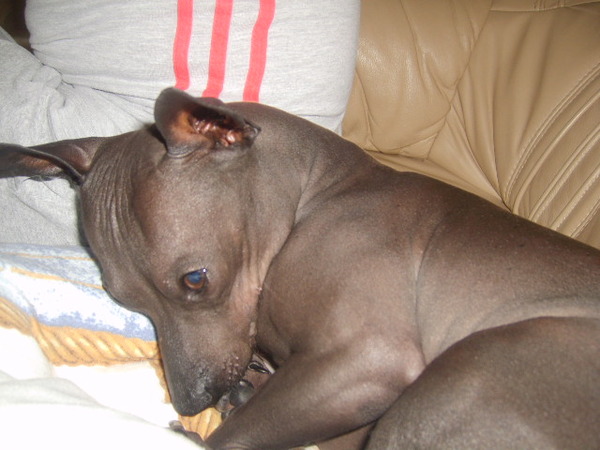 Amerikaanse Naakthond