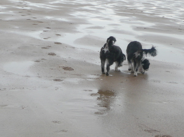 Hondenkontjes aan zee