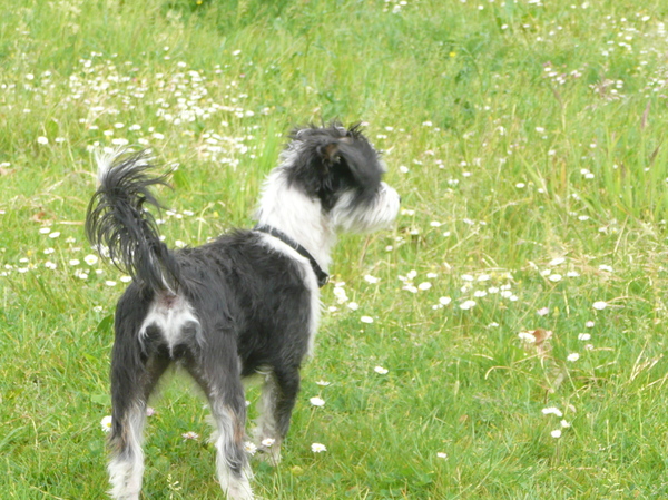 hondenkontje in het gras