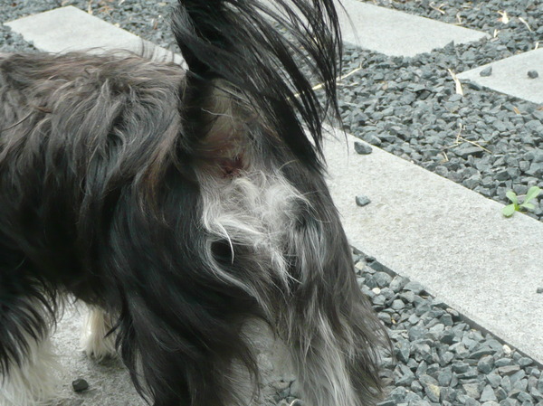 hondenkontje van dichtbij