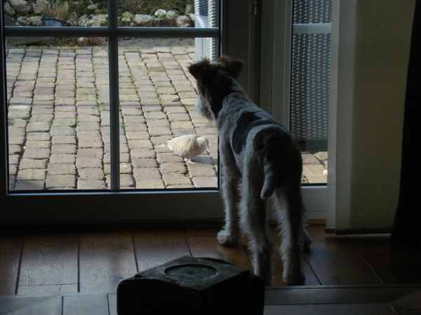 Morris spot een duif!