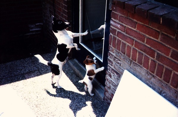 samen kijken naar de baas die thuis komt van het werk