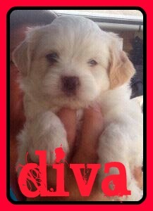 diva 6 weekjes
