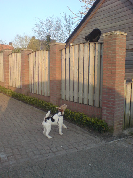 zie ik daar een poes???