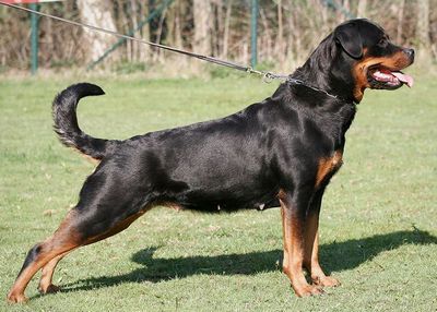 Rottweiler