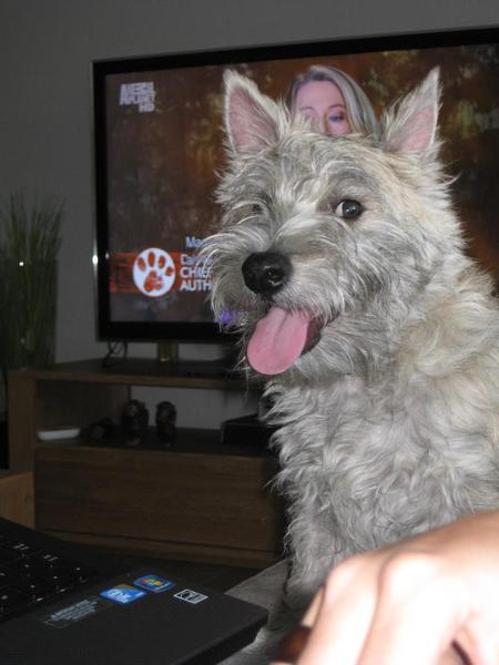 Cairn Terrier