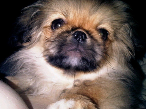 Pekingees