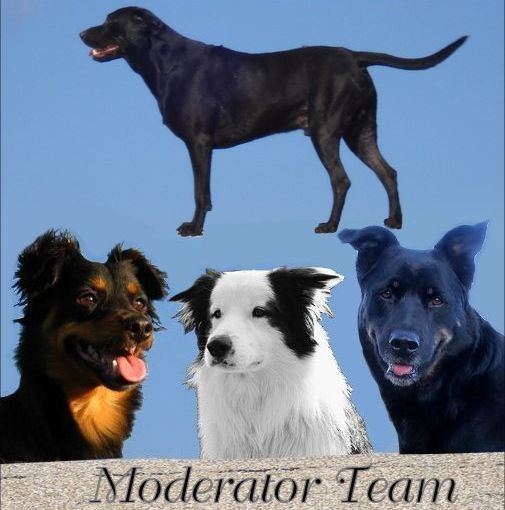 Moderator-Team