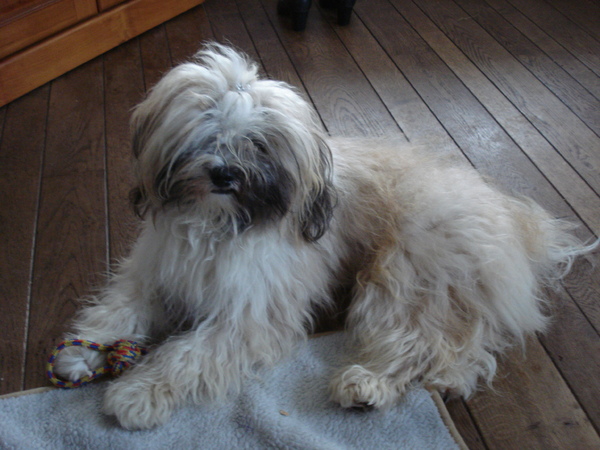Tibetaanse Terrier