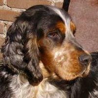 Engelse Cocker Spaniel