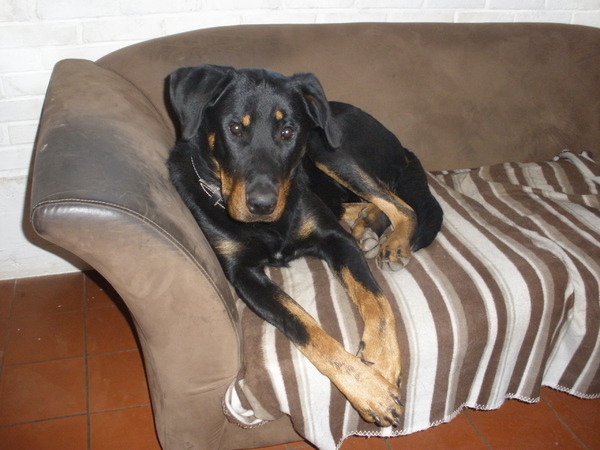 Beauceron