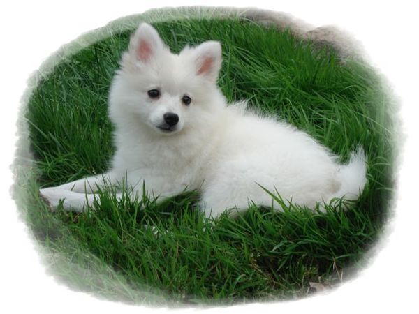 Keeshond, Middenslag