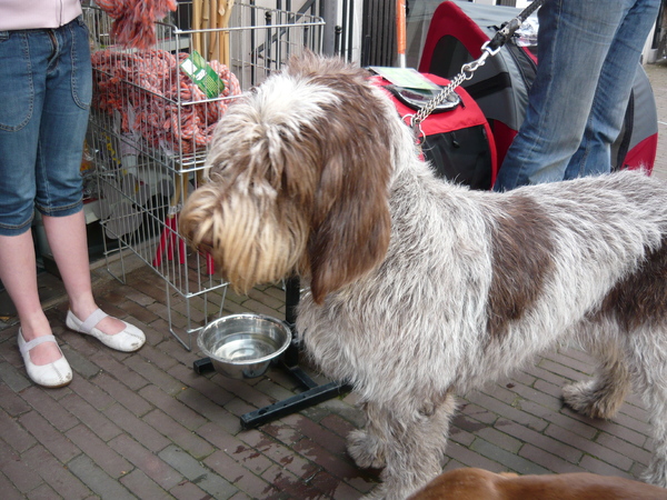 Spinone Italiano
