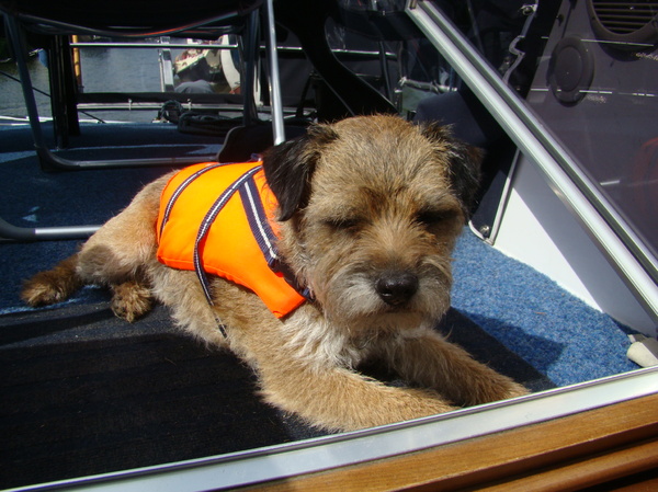Border Terrier