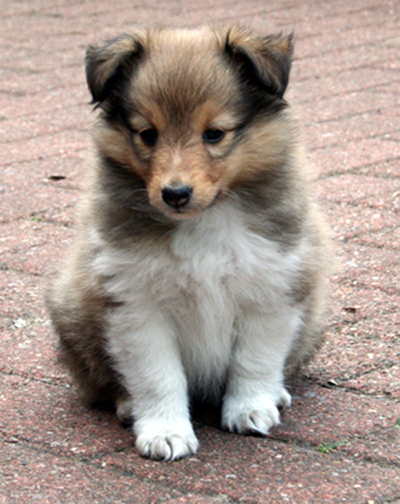 Sheltie