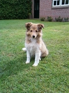 Sheltie