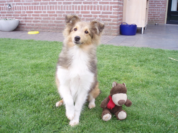Sheltie
