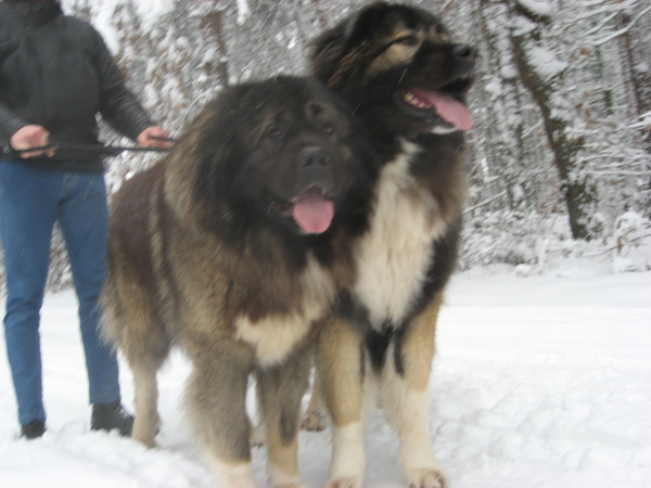 Kaukasische Owcharka