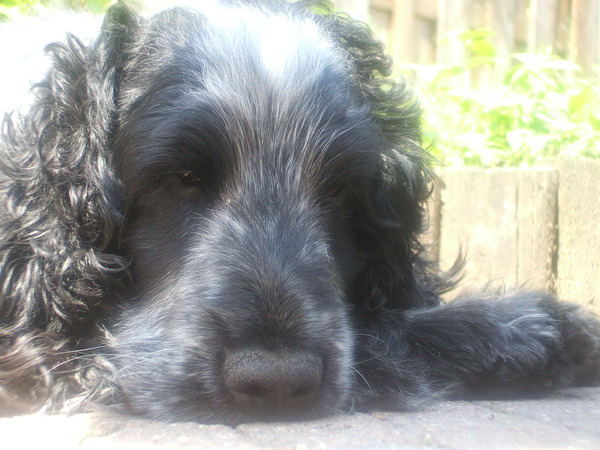 Engelse Cocker Spaniel