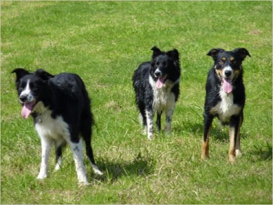 Born as a Star Bordercollies
