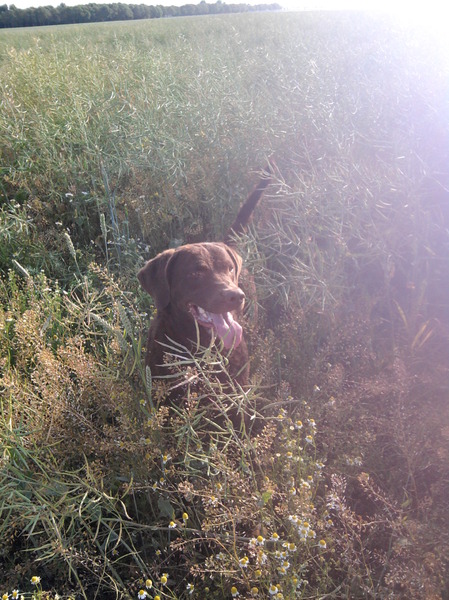 Chesapeake Bay Retriever