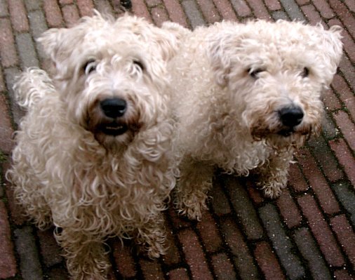 Irish Softcoated Wheaten Terriër