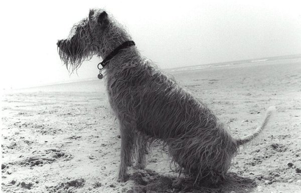 Irish Softcoated Wheaten Terriër