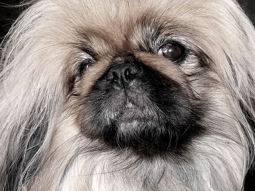 Pekingees